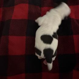 Girl 2 - Red and white female Shih Tzu puppy in Madras, Oregon from Maridee’s ShihTzu
