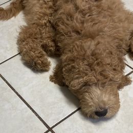 Maca - Caramel red Labradoodle puppy in Vallejo, California from Ginger Pupoodles