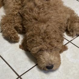 Maca - Caramel red Labradoodle puppy in Vallejo, California from Ginger Pupoodles