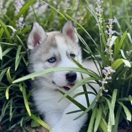 Siberian Husky Puppies from Pride Rock Siberians