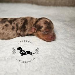 Jenni - Dapple female Dachshund puppy in Modesto, California from Cabrera Family Kennels