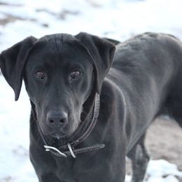 Labrador Retrievers from CT Ranch