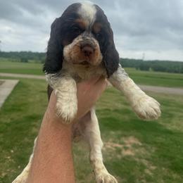 Daria - Liver white and roan female English Springer Spaniel puppy in Morrilton, Arkansas from Triple M Farms & Springers