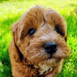 Boy 1 - Red  male Goldendoodle puppy in Bountiful, Utah from Red Brick Doodles