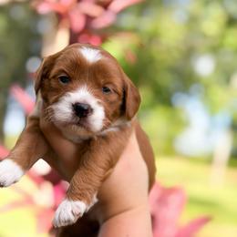 Maple - Apricot female Goldendoodle puppy in Southeast Arcadia, Florida from Desoto Doodles