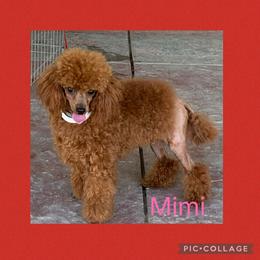 Mimi - Poodle
