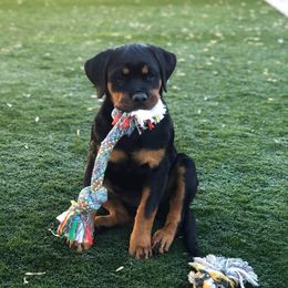 Rottweiler Puppies from Gottlïchen Rottweilers