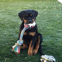 Rottweiler Puppies from Gottlïchen Rottweilers