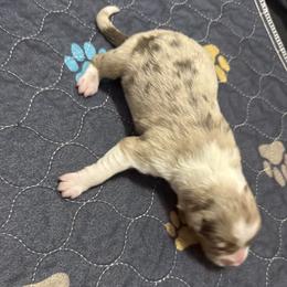 RMF - Red merle female Australian Shepherd puppy in Washington, Indiana from Bombshell Australian Shepherds