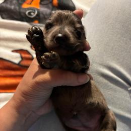 Chocolate chip - Dapple female Dachshund puppy in San Antonio, Texas from Bear Bear's House of Doxies