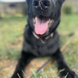German Shepherd Puppies from Paws Of Germany
