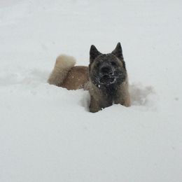 Akita All Grown Up from Komai Akitas