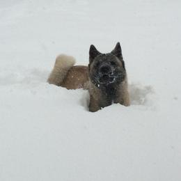 Akita All Grown Up from Komai Akitas