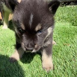 Bailey - Tri-color male Pomsky puppy in La Vergne, Tennessee from Atencio Pomsky