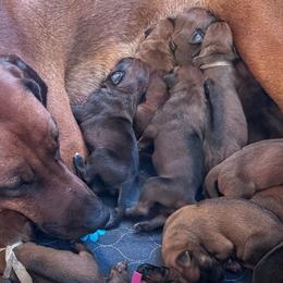 Girl 1 - Rd whtn blk nose female Rhodesian Ridgeback puppy in Greenville, Ohio from Masai's Pride Rhodesian Ridgbacks