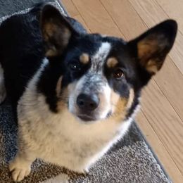 American Corgis, Australian Cattle Dogs, Cardigan Welsh Corgis, and Pembroke Welsh Corgis from Moonlit Ranch