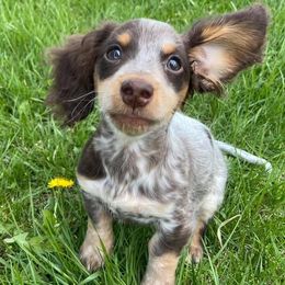 Dachshund Puppies from Haven Ridge Doxies