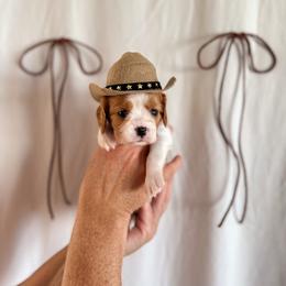 Dolly - Blenheim female Cavalier King Charles Spaniel puppy in Vaughn, Montana from Alpine Cavaliers