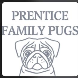 Girl 2 - Brindle female Pug puppy in Auburn, Kentucky from Prentice Family Pugs, Bugs & Corgis