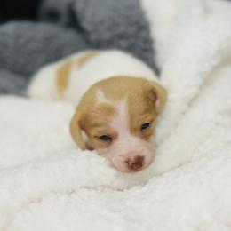 Spice - Red female Companion Cross puppy in Garvin, Oklahoma from Hochatown Awesome Aussies