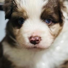 Jacob - Red merle male Miniature American Shepherd puppy in Spanaway, Washington from Meadow Run Mini American Shepherds