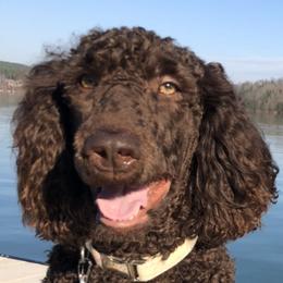 Chaco - Poodle