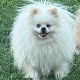 Ocean - White male Pomeranian puppy in Visalia, California from Exotic_fresita_poms