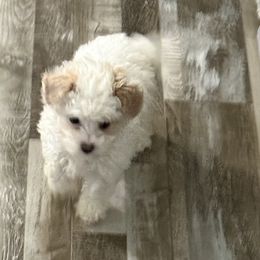 Polly - Parti female Maltipoo puppy in Wayland, New York from Loris Pampered Pooches💕