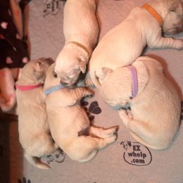 Girl 3 - Golden Retriever puppy in Moses Lake, Washington from Mae Valley Sweethearts Golden Retrievers