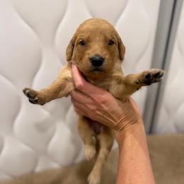Teal Collar - Dark golden female Golden Retriever puppy in Turtlepoint, Pennsylvania from Allegheny River Retrievers