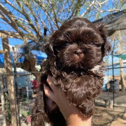 Bluey - Chocolate male Shih Tzu puppy in Azusa, California from RJ Shih Tzu lover