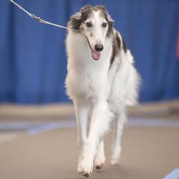 Lux - Silken Windhound