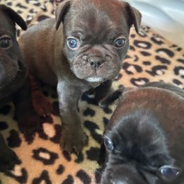 French Bulldog Puppies from KT’s Fabulous Frenchies