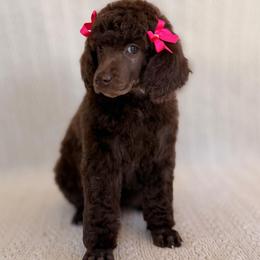 Funshine - Brown female Poodle puppy in Lavonia, Georgia from Peach Blossom Kennels