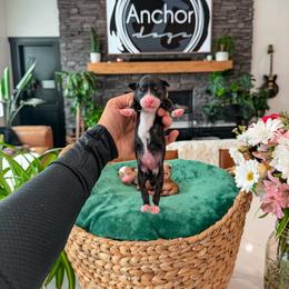 Bernedoodle, Cavapoo, Cavapoochon, Goldendoodle, Poodle, and Yorkipoo Puppies from Anchor Dogs