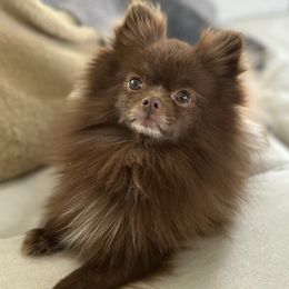 Belli - Pomeranian