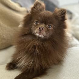 Belli - Pomeranian