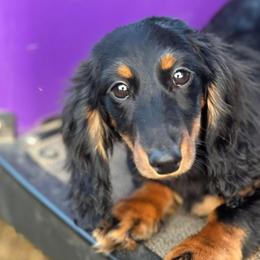 Moana - Dachshund