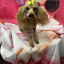 Ally - Red  female Poodle puppy in Hardinsburg, Indiana from KC Recherche'