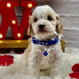 Jack - Blenheim male Cavapoo puppy in Lancaster, Missouri from Cavapoo Acres