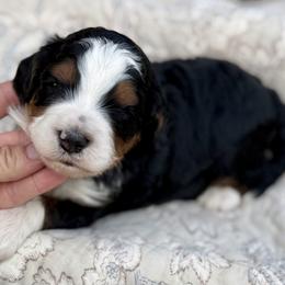 Butternut - red collar - Tri-color female Bernedoodle puppy in Colorado Springs, Colorado from Mercy Mountain Bernedoodles