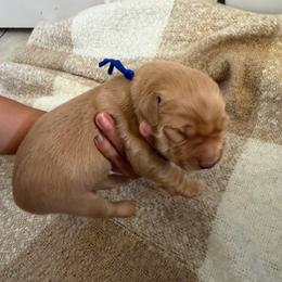 Raj - Dark golden male Golden Retriever puppy in Spur, Texas from Adams Puppies