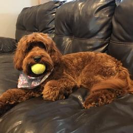 Star - Australian Labradoodle