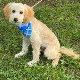 Atlas - Apricot male Goldendoodle puppy in Lancaster, Kentucky from Dream Paws Puppies, LLC