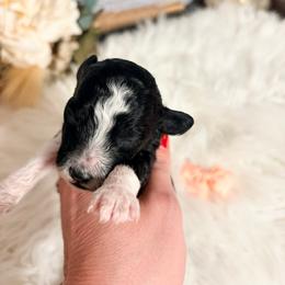 Anne - Black and white female Sheepadoodle puppy in Nixa, Missouri from Davis Family Doodles