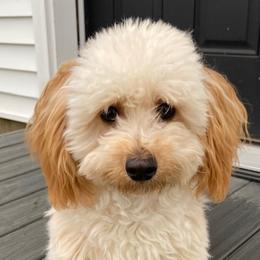 MJ - Goldendoodle