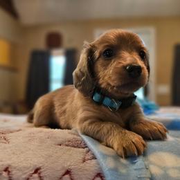 Light Blue - Cream female Dachshund puppy in Colony, Kansas from Randal'sDachshunds