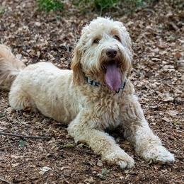 Goldie - Goldendoodle