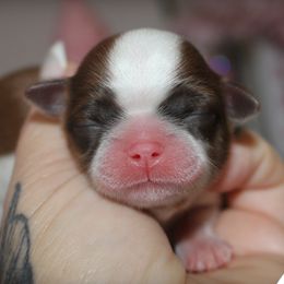 Shih Tzus and Yorkshire Terriers from Danielle's Yorkie & Shih Tzu Babies