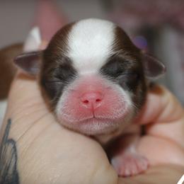 Shih Tzus and Yorkshire Terriers from Danielle's Yorkie & Shih Tzu Babies